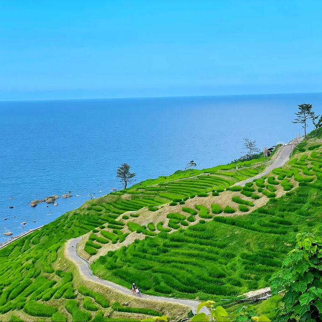 【絶景】世界農業遺産！白米千枚田