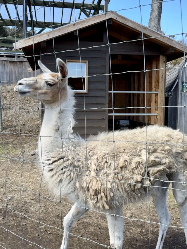 【🗻富士山下的馬飼野牧場🐑🌳】享受寧靜午後時光