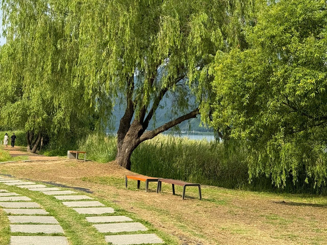 남양주에 피어난 양귀비 근황 ❤️