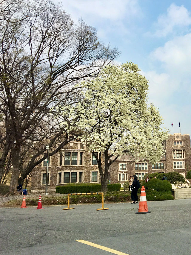 【首爾】延世大學：SKY之一的歷史悠久大學，感受濃厚的人文氣息