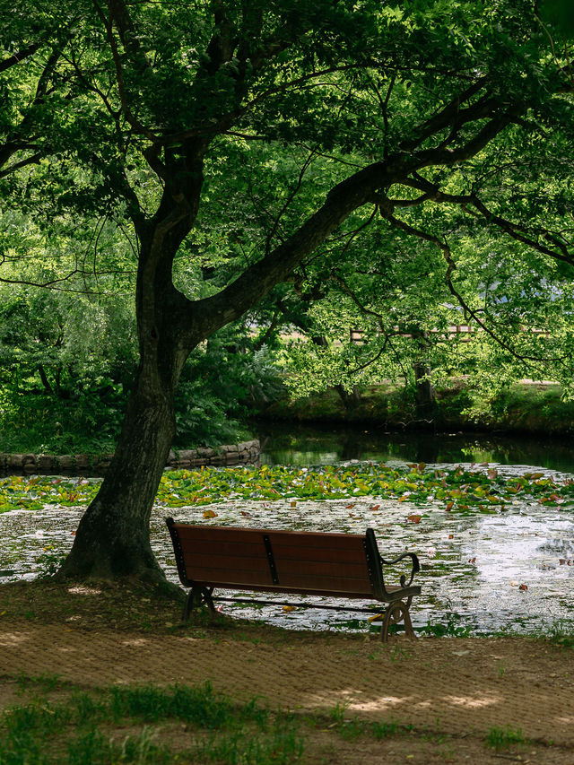 경남 사진찍기 좋은 여행지, 고성 장산숲🌳