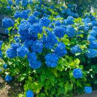 【長野県/岡谷市　色鮮やかな紫陽花が一面に広がる先には諏訪湖が見える絶景スポット✨】