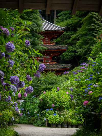 岩船寺』京都の紫陽花と言えば絶対ココ✨三重塔と紫陽花 | Trip
