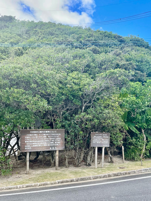 奄美大島　奄美の自然を感じる公園🌺