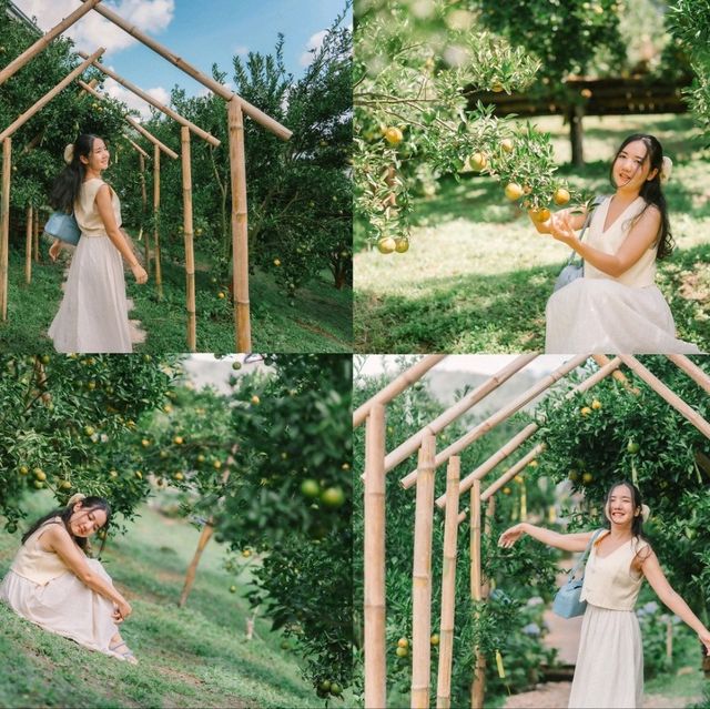สวนของฉัน My garden 