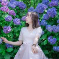 Mùa cẩm tú cầu