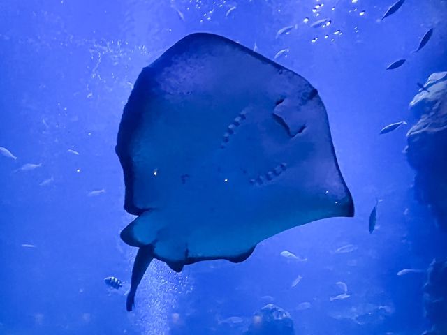 【京都】京都駅から歩いてもいける水族館