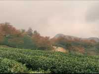 Oolong Sapa Tea Hill: A Cherry Blossom Paradise