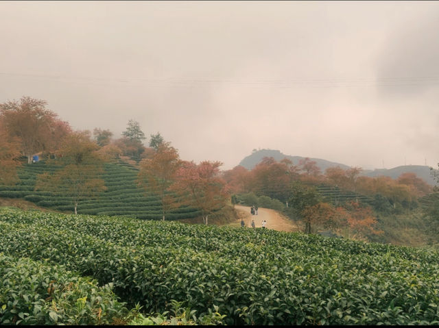 Oolong Sapa Tea Hill: A Cherry Blossom Paradise