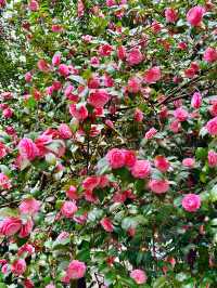 〜東京都〜洋館と薔薇が絶景！旧古河庭園