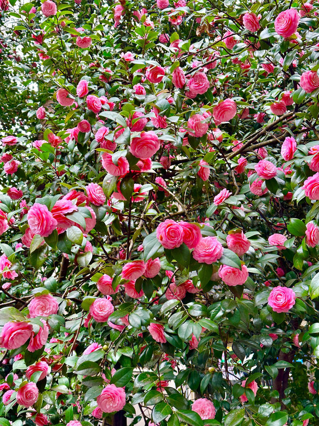 〜東京都〜洋館と薔薇が絶景！旧古河庭園
