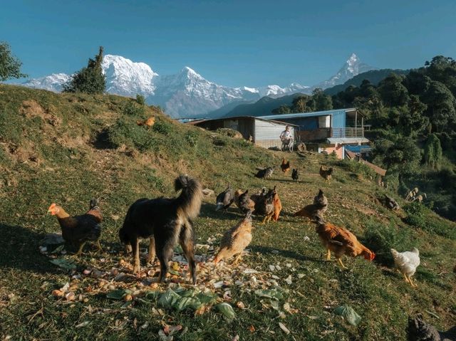 Day 2 Mardi Himal (Pitan Deurali-Low Camp) 
