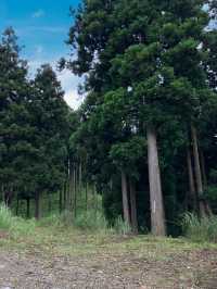 兵庫　夏がオススメ！砥峰高原🌳
