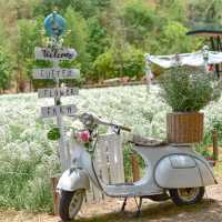 CHAN​ nature​ cafe​