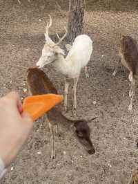 泰國北碧府野生動物園