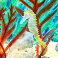 🇲🇾 Underwater Wonders: Exploring Aquaria KLCC