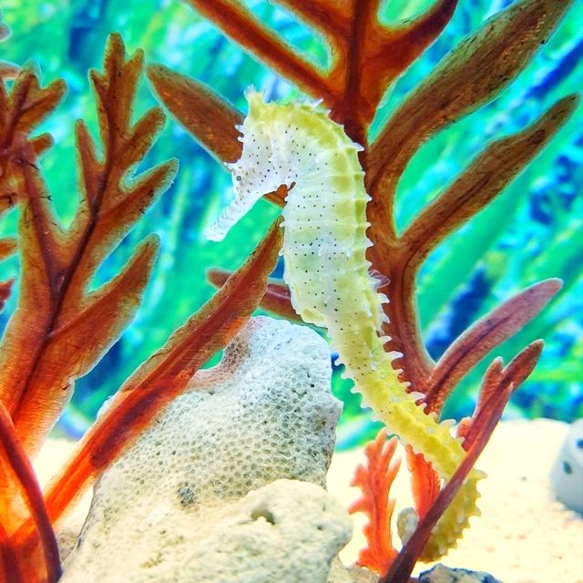 🇲🇾 Underwater Wonders: Exploring Aquaria KLCC