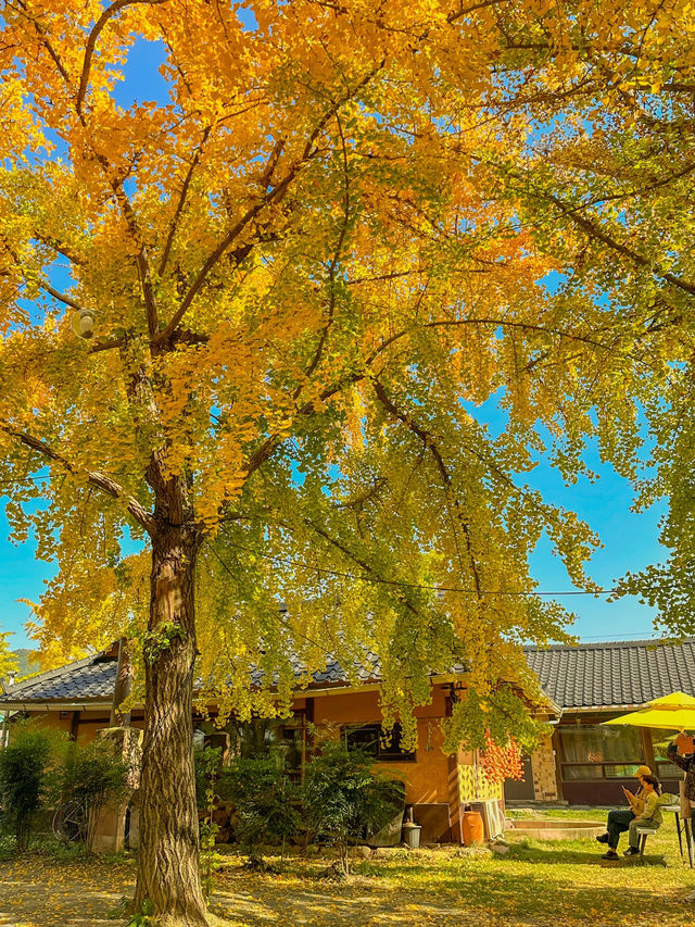 다가오는 가을에 꼭 가야하는 은행나무 명소 💛
