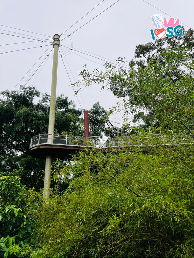 🇸🇬 Heart of Africa Nyungwe Forest
