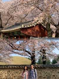 A Romantic Spring Escape: The Perfect Couple's Travel Experience in Gyeongju