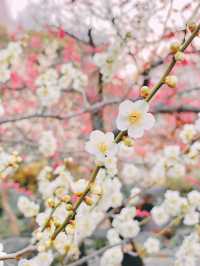 湯島天神梅まつり🌸