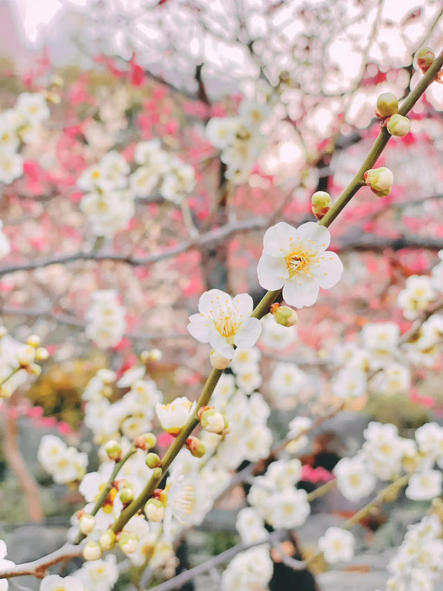 湯島天神梅まつり🌸