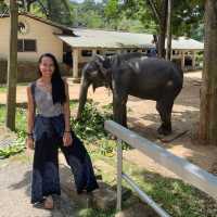 Discover the Heartwarming Experience at Millennium Elephant Foundation! 🐘💚