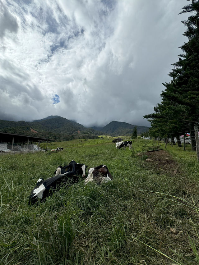 Desa Dairy Farm, Kundasang