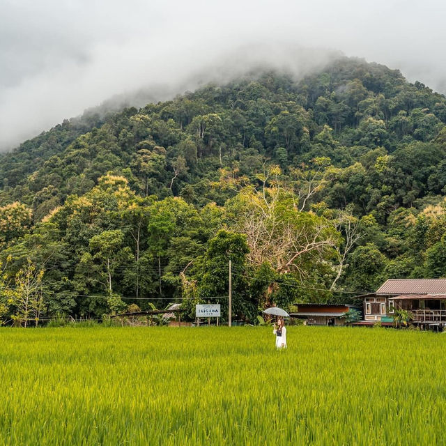 ที่พักน่าน สไตล์ญี่ปุ่นแบบชนบทวิวทุ่งนา สดชื่นมากๆ