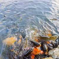 瀑布公園餵魚