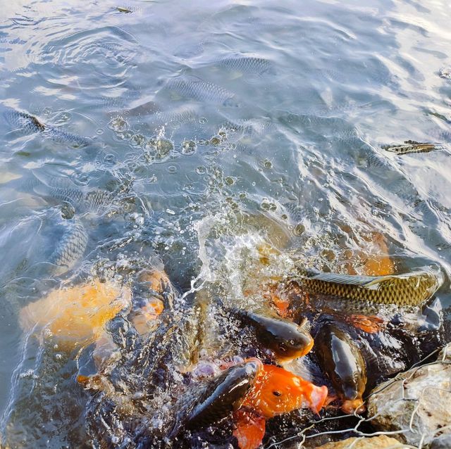 瀑布公園餵魚