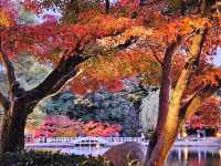 【名古屋】日本庭園の中で見る奥ゆかしい紅葉🍁