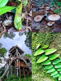 A facinating walk in natute experience! 🌿