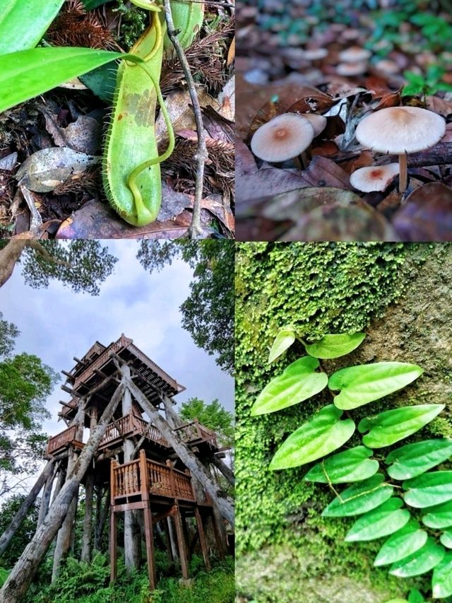 A facinating walk in natute experience! 🌿