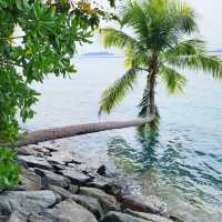 The Palawan