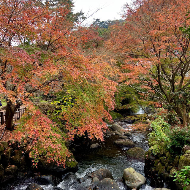 【静岡】日本で最も遅い紅葉🍁🍂