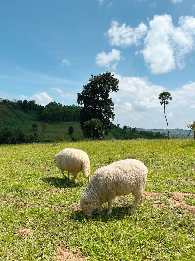 ไปให้อาหารน้องแกะที่ ม่อนแกะ เขาค้อ กัน 🌳🐑 