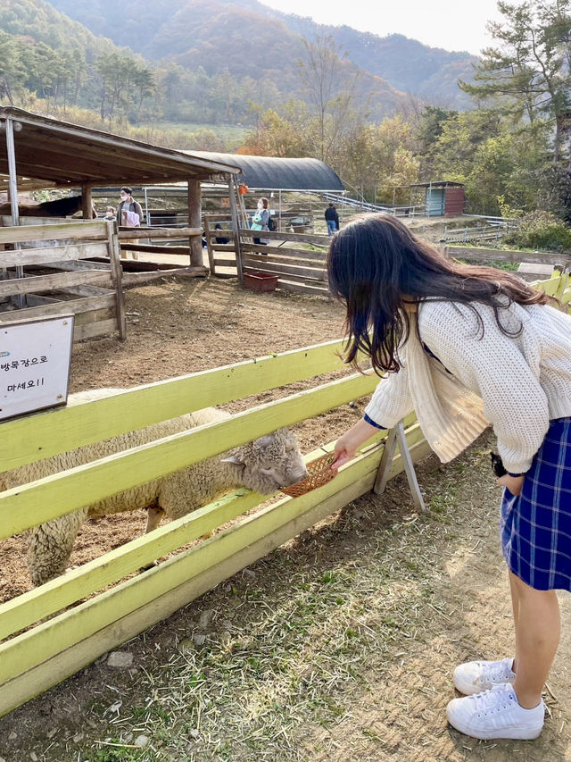 동물 먹이주기 체험 가능한 춘천목장!