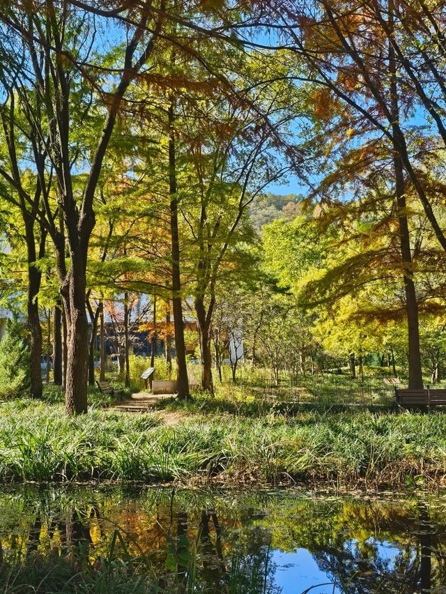 가을 🍂 이맘때쯤 대구에서 열리는 국화축제