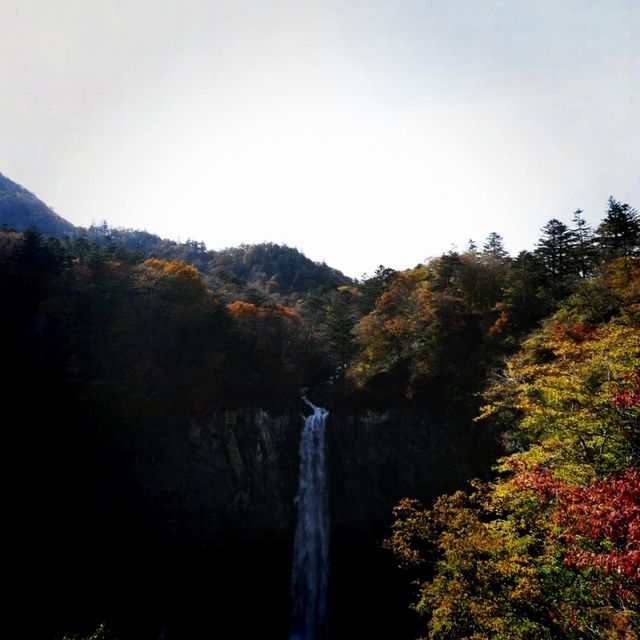 紅葉の季節になりました🍂