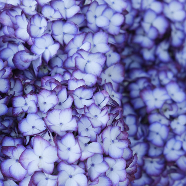 邂逅一望無際的紫陽花海 