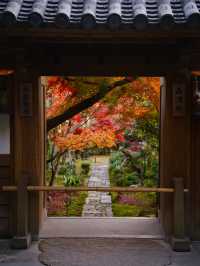 【紅葉特集】世界文化遺産の石庭以外も素敵すぎる✨見応えありの紅葉スポット🍁