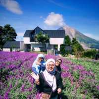 Purple Paradise: Discover the Tranquil Beauty of Lavender Farm Berastagi