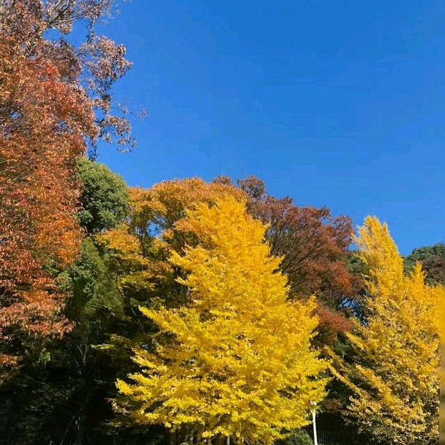 秋日的金色盛宴：明治神宮銀杏美景