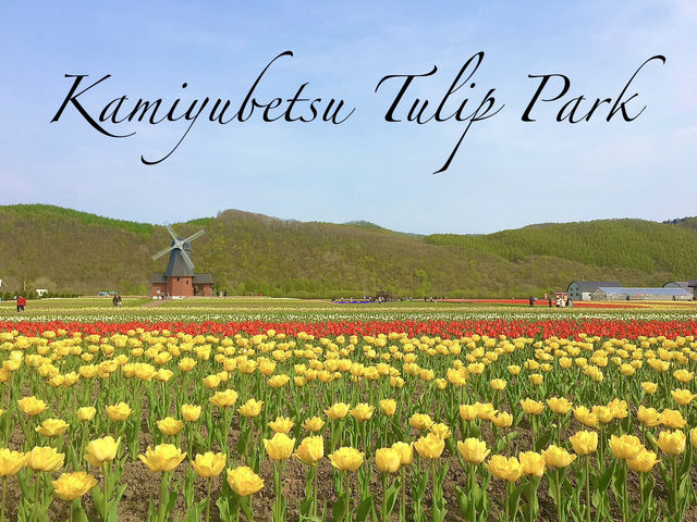 สวยสุดใจ!! ทุ่งดอกทิวลิป ในฮอกไกโด