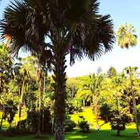 A Tropical Oasis in the Heart of the City