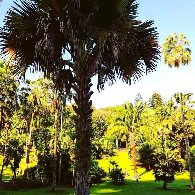 A Tropical Oasis in the Heart of the City