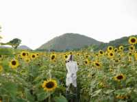 เที่ยวทุ่งทานตะวันรับสิ้นปี