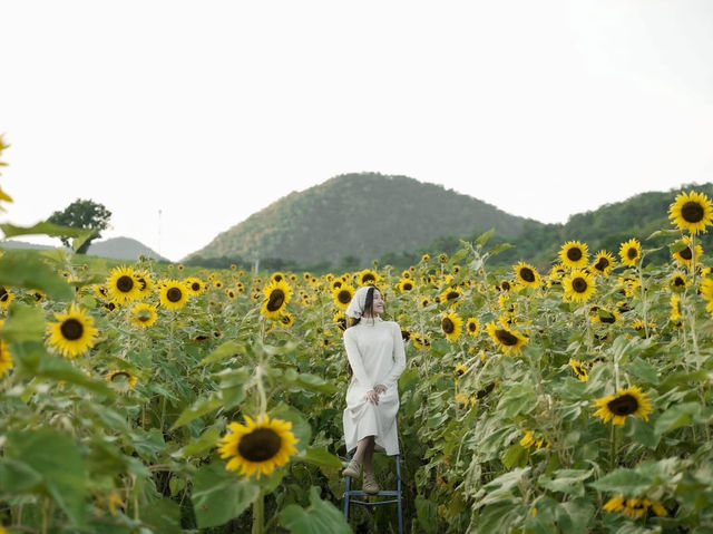 เที่ยวทุ่งทานตะวันรับสิ้นปี