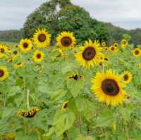 ดอกทานตะวันที่บานแล้วที่ไร่มณีศร 🌻